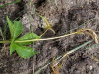 Parthenocissus inserta Jordhögar S grodreservatet, Norra hamnen, Malmö, Skåne, Sweden 20160806_0033