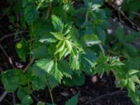 Parthenocissus inserta Ulricedal, Malmö, Skåne, Sweden 20190617_0129