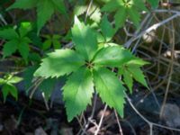 Parthenocissus inserta Ulricedal, Malmö, Skåne, Sweden 20190617_0130