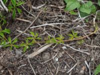 Parthenocissus quinquefolia Jorddeponi Sliparebacken, Lund, Skåne, Sweden 20170710_0099