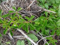 Parthenocissus quinquefolia Jorddeponi Sliparebacken, Lund, Skåne, Sweden 20170710_0100