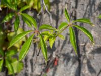 Parthenocissus quinquefolia Mejselgatan, Malmö, Malmö, Skåne, Sweden 20170606_0061