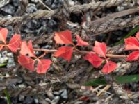 Parthenocissus quinquefolia Södra varvsbassängen, Malmö, Skåne, Sweden 20231014_0162