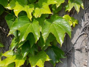 Parthenocissus tricuspidata - Boston Ivy - Rådhusvin