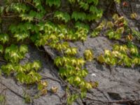 Parthenocissus tricuspidata Järnvägsstationen, Karlshamn, Blekinge, Sweden 20180808_0074