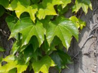 Parthenocissus tricuspidata Mejselgatan, Malmö, Malmö, Skåne, Sweden 20170606_0059