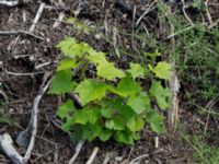 Vitis vinifera Jorddeponi N Sliparebacken, Lund, Skåne, Sweden 20170814_0004