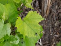 Vitis vinifera Jorddeponi N Sliparebacken, Lund, Skåne, Sweden 20170814_0005