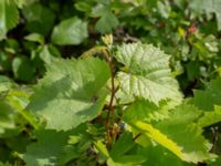 Vitis vinifera Stolpalösa koloniområde, Malmö, Skåne, Sweden 20240714_0208