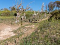 Asphodelus ramosus Oued Massa, Morocco 20180224_0218