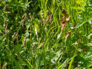 Hemerocallis dumortieri - Tuvdaglilja