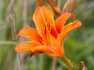 Hemerocallis fulva - Orange Daylily - Brunröd daglilja