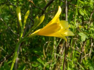 Hemerocallis liliosphodelus - Lemon Daylily - Gul daglilja