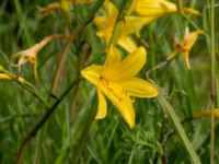 Hemerocallis lilioasphodelus Ödetomt, Åstorp, Skåne, Sweden 20220618_0080