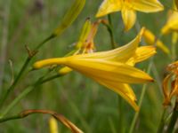 Hemerocallis lilioasphodelus Ödetomt, Åstorp, Skåne, Sweden 20220618_0081