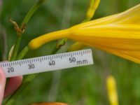 Hemerocallis lilioasphodelus Ödetomt, Åstorp, Skåne, Sweden 20220618_0082