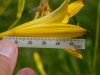 Hemerocallis lilioasphodelus Ödetomt, Åstorp, Skåne, Sweden 20220618_0083