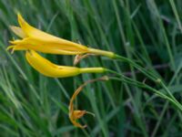 Hemerocallis lilioasphodelus Björka, Helsingborg, Skåne, Sweden 20240601_0010