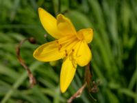 Hemerocallis lilioasphodelus Björka, Helsingborg, Skåne, Sweden 20240601_0052