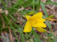 Hemerocallis lilioasphodelus Norra Vallgatan 20, Malmö, Skåne, Sweden 20230711_0038