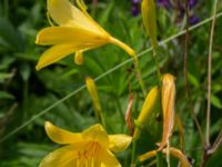 Hemerocallis lilioasphodelus Scoutstugan, Bunkeflostrand, Malmö, Skåne, Sweden 20220620_0017