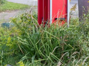 Kniphofia uvaria - Tritoma - Fackellilja