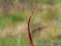 Kniphofia uvaria Nybergs dunge, Bunkeflo strand, Malmö, Skåne, Sweden 20170820_0006