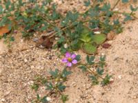 Fagonia cretica Betancuria, Fuerteventura, Canary Islands, Spain 20120222 215