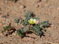 Tribulus terrestris Eilat graveyard, Israel 2013-03-28 228