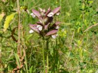 Acanthus mollis Djungelparken, Bunkeflostrand, Malmö, Skåne, Sweden 20200801_0001