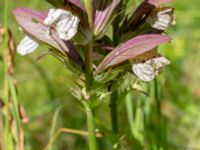 Acanthus mollis Djungelparken, Bunkeflostrand, Malmö, Skåne, Sweden 20200801_0005