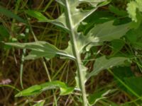 Acanthus mollis Djungelparken, Bunkeflostrand, Malmö, Skåne, Sweden 20200801_0008