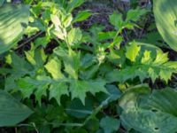 Acanthus mollis Djungelparken, Bunkeflostrand, Malmö, Skåne, Sweden 20220624_0025