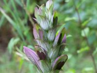 Acanthus mollis Djungelparken, Bunkeflostrand, Malmö, Skåne, Sweden 20220718_0249