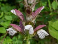 Acanthus mollis Djungelparken, Bunkeflostrand, Malmö, Skåne, Sweden 20220722_0026