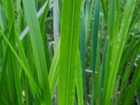 Acorus calamus Damm N Fjelie kyrka, Lomma, Skåne, Sweden 20160525_0025