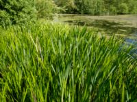 Acorus calamus Damm N Fjelie kyrka, Lomma, Skåne, Sweden 20160525_0028