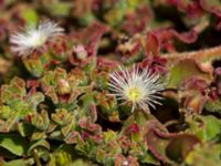 Mesembryanthemum crystallinum Rasca, Tenerife, Canary Islands, Spain 20110221 135