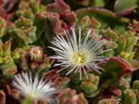 Mesembryanthemum crystallinum Rasca, Tenerife, Canary Islands, Spain 20110221 137