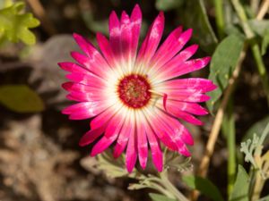 Dorotheanthus bellidiformis - Stor doroteablomma