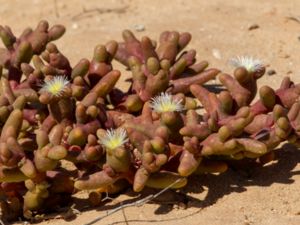 Mesembryanthemum cryptanthum