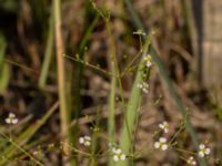 Alisma plantago-aquatica Björkadammen, Bunkeflostrand, Malmö, Skåne, Sweden 20220818_0035