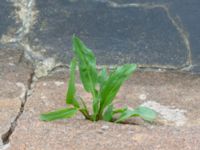 Alisma plantago-aquatica Fiskehamnsgatan, Malmö, Skåne, Sweden 20190915_0012