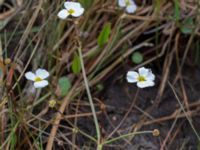 Baldellia ranunculoides Gyeholmen, Falsterbohalvön, Vellinge, Skåne, Sweden 20160617_0173