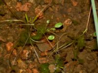 Luronium natans Svarten, Varberg, Halland, Sweden 20190715_0704