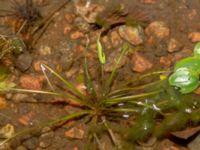 Luronium natans Svarten, Varberg, Halland, Sweden 20190715_0706