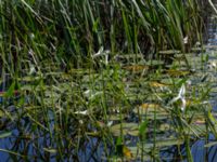 Sagittaria sagittifolia Tivoliparken, Kristianstad, Skåne, Sweden 20170719_0319