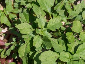 Amaranthus blitum - Mediterranean Amaranth - Mållamarant