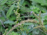 Amaranthus blitum NNO pumphuset, Husie mosse, Malmö, Skåne, Sweden 20220831_0011