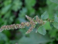 Amaranthus blitum NNO pumphuset, Husie mosse, Malmö, Skåne, Sweden 20220831_0014